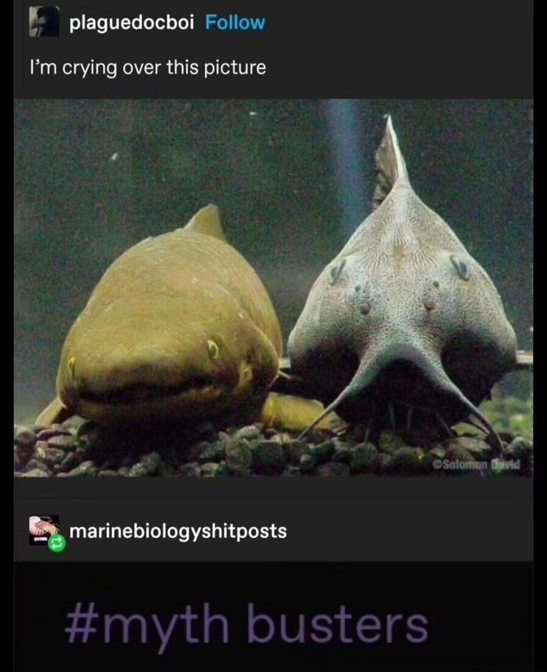 plaguedocboi Follow Im crying over this picture marinebiologyshitposts myth busters
