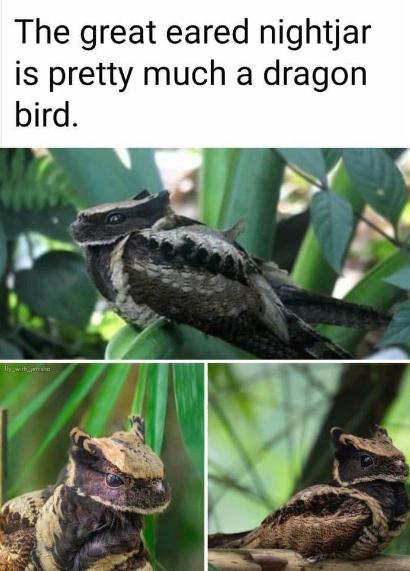 The great eared nightjar is pretty much a dragon