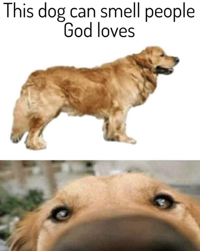 This dog can smell people God loves