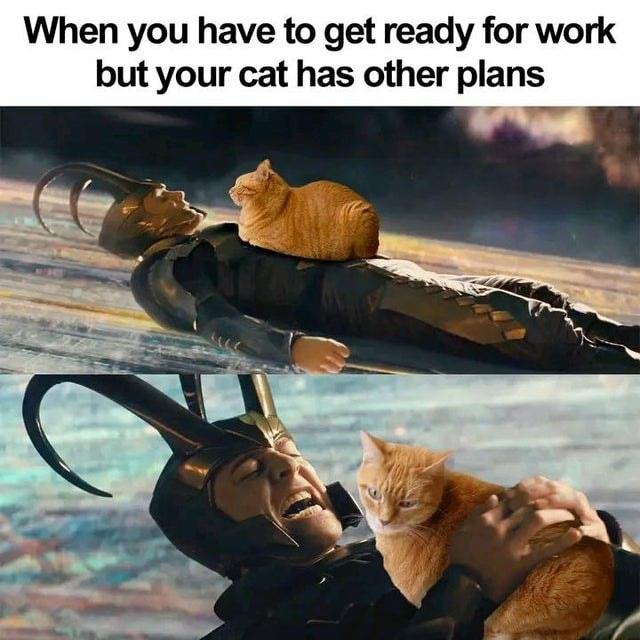 When you have to get ready for work but your cat has other plans