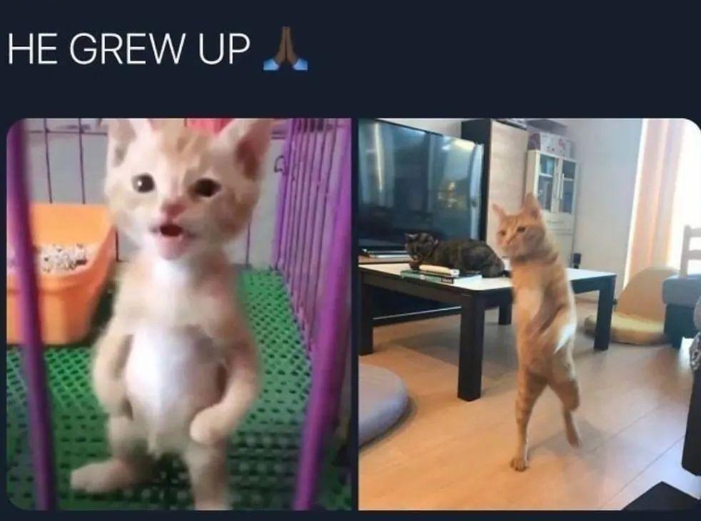 EET INELG oleglE e HE GREW UP A