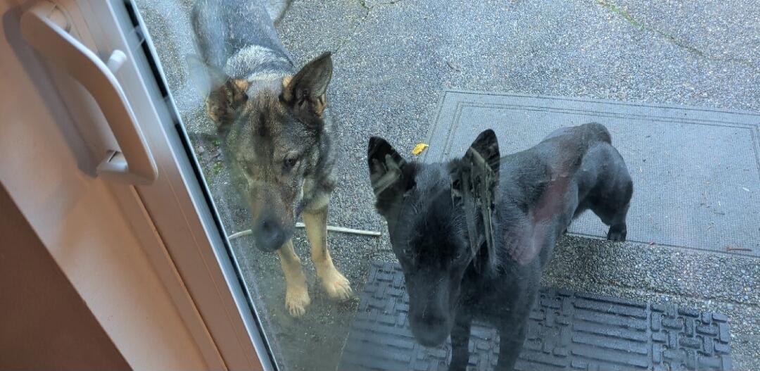 Two dogs outside a glass door looking inside.