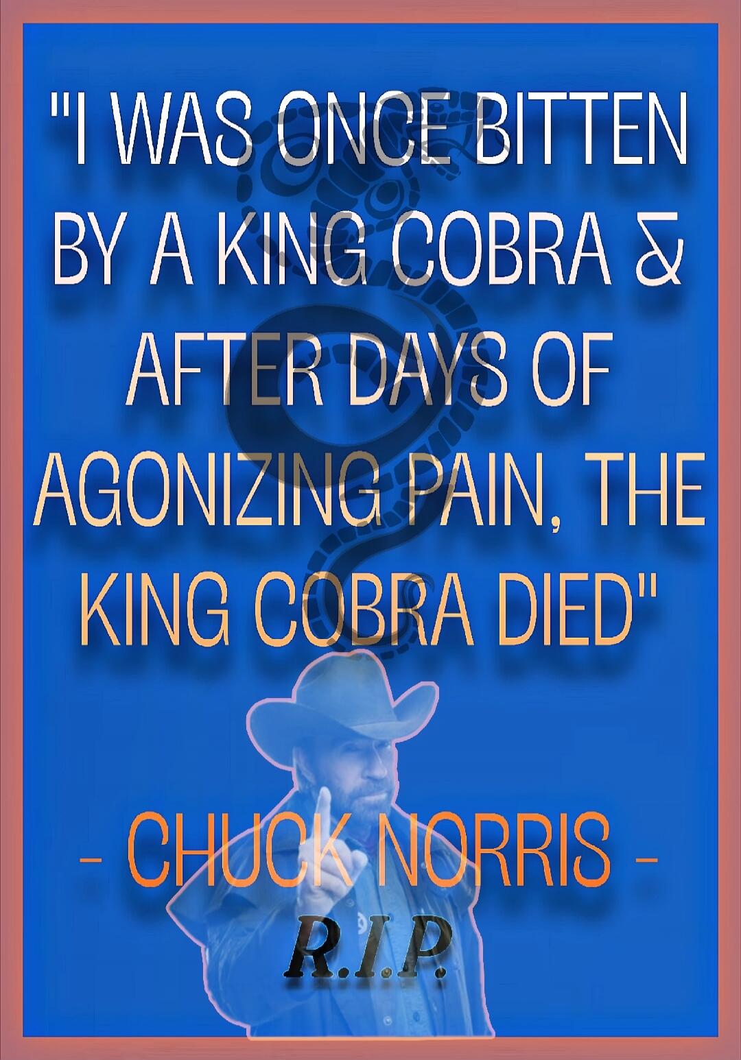 I WAS ONCE BITTEN BY A KING COBRA & AFTER DAYS OF AGONIZING PAIN, THE KING COBRA DIED - CHUCK NORRIS - R.I.P.