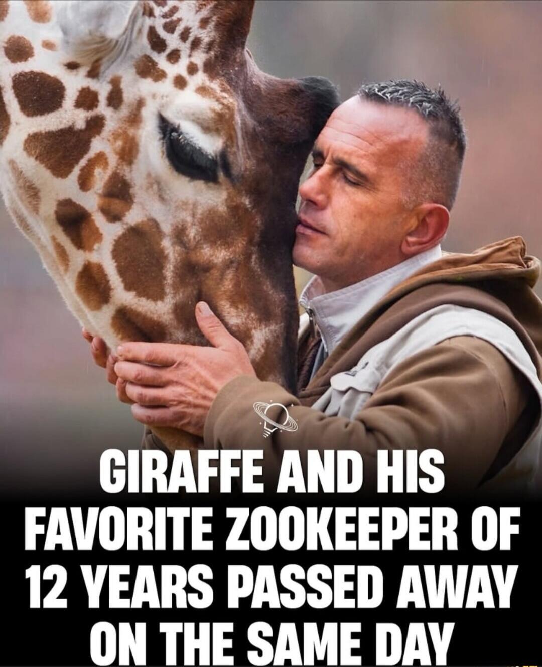 GIRAFFE AND HIS FAVORITE ZOOKEEPER OF 12 YEARS PASSED AWAY ON THE SAME DAY