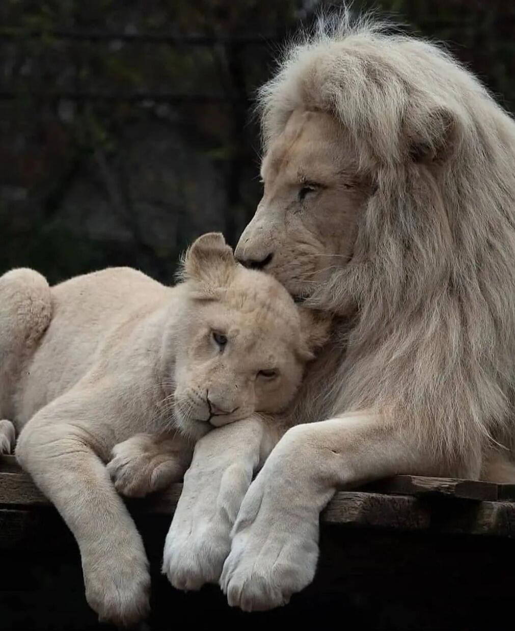A lion and cub cuddling on a wooden platform.