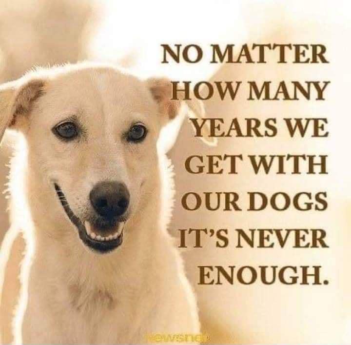 NO MATTER f FHOW MANY YEARS WE GET WITH e OUR DOGS IS NEVER ENOUGH A