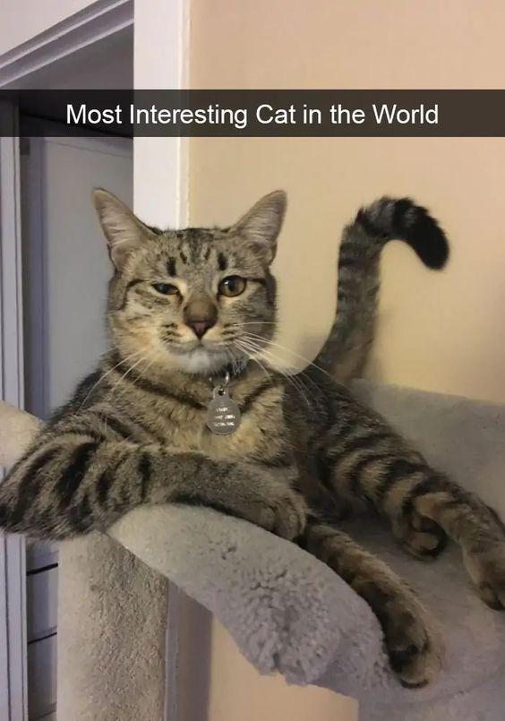 Most Interesting Cat in the World