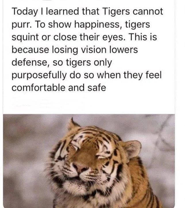 Today learned that Tigers cannot purr To show happiness tigers squint or close their eyes This is because losing vision lowers defense so tigers only purposefully do so when they feel comfortable and safe