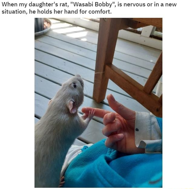 s89 When my daughters rat Wasabi Bobby is nervous or in a new situation he holds her hand for comfort