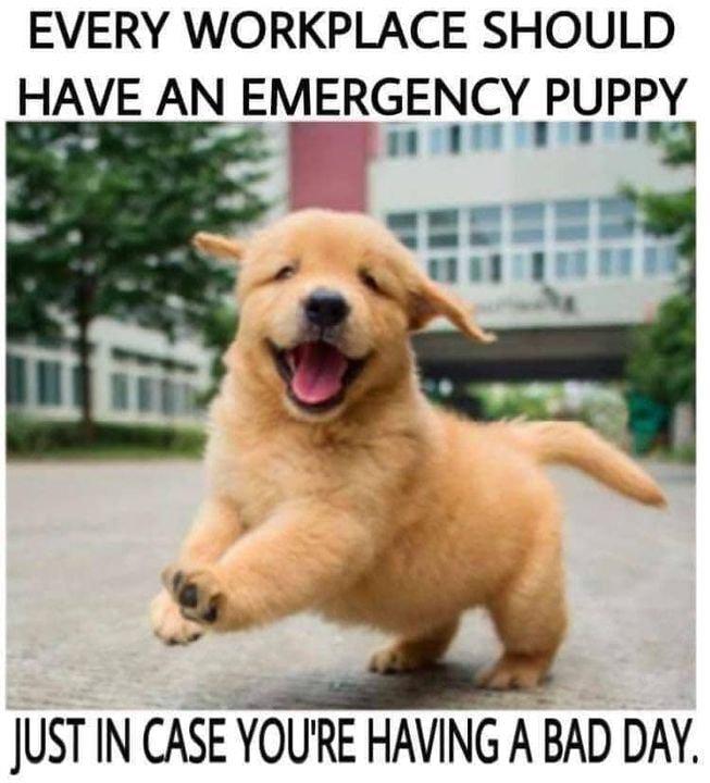 EVERY WORKPLACE SHOULD HAVE AN EMERGENCY PUPPY P 1 Vg JUST IN CASE YOURE HAVING A BAD DAY