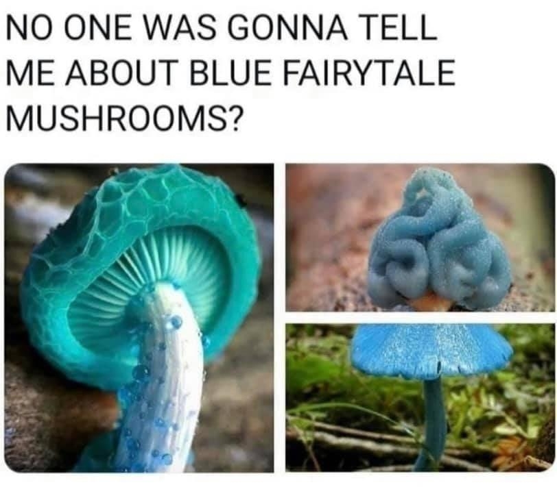 NO ONE WAS GONNA TELL ME ABOUT BLUE FAIRYTALE MUSHROOMS 1229 PM 07 Mar 21 Twitter for Android That looks poisonous as fuck Or its blue raspberry flavored