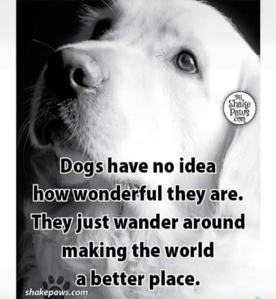 Dogs have no idea how wonderful they are. They just wander around making the world a better place. BY Shake Paws .com shakepaws.com