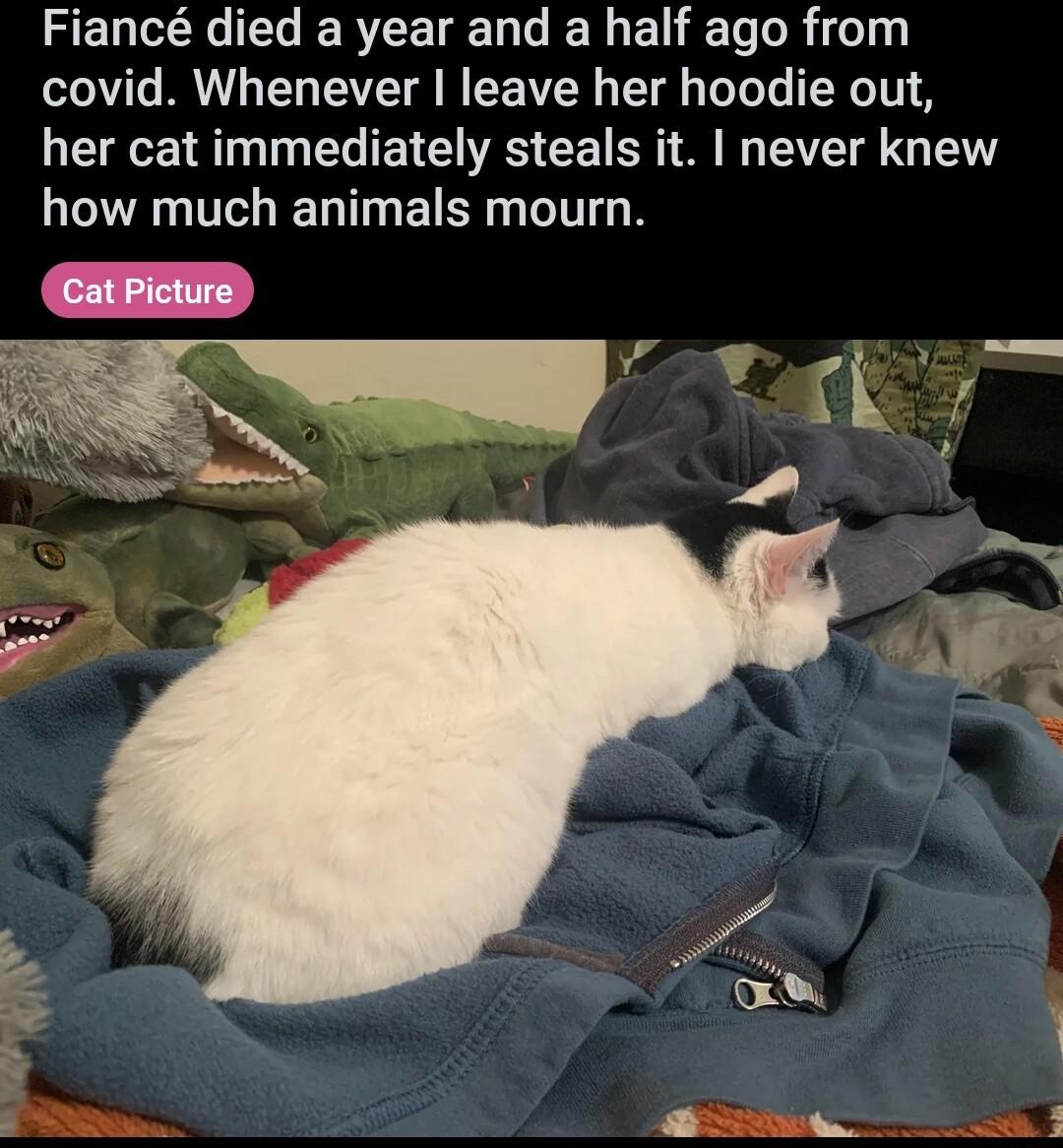 FELCELIELERNEEE DG ELEL EE R i covid Whenever leave her hoodie out her cat immediately steals it never knew how much animals mourn Cat Picture
