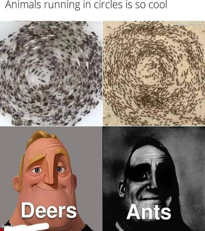 Animals running in circles Is so C00