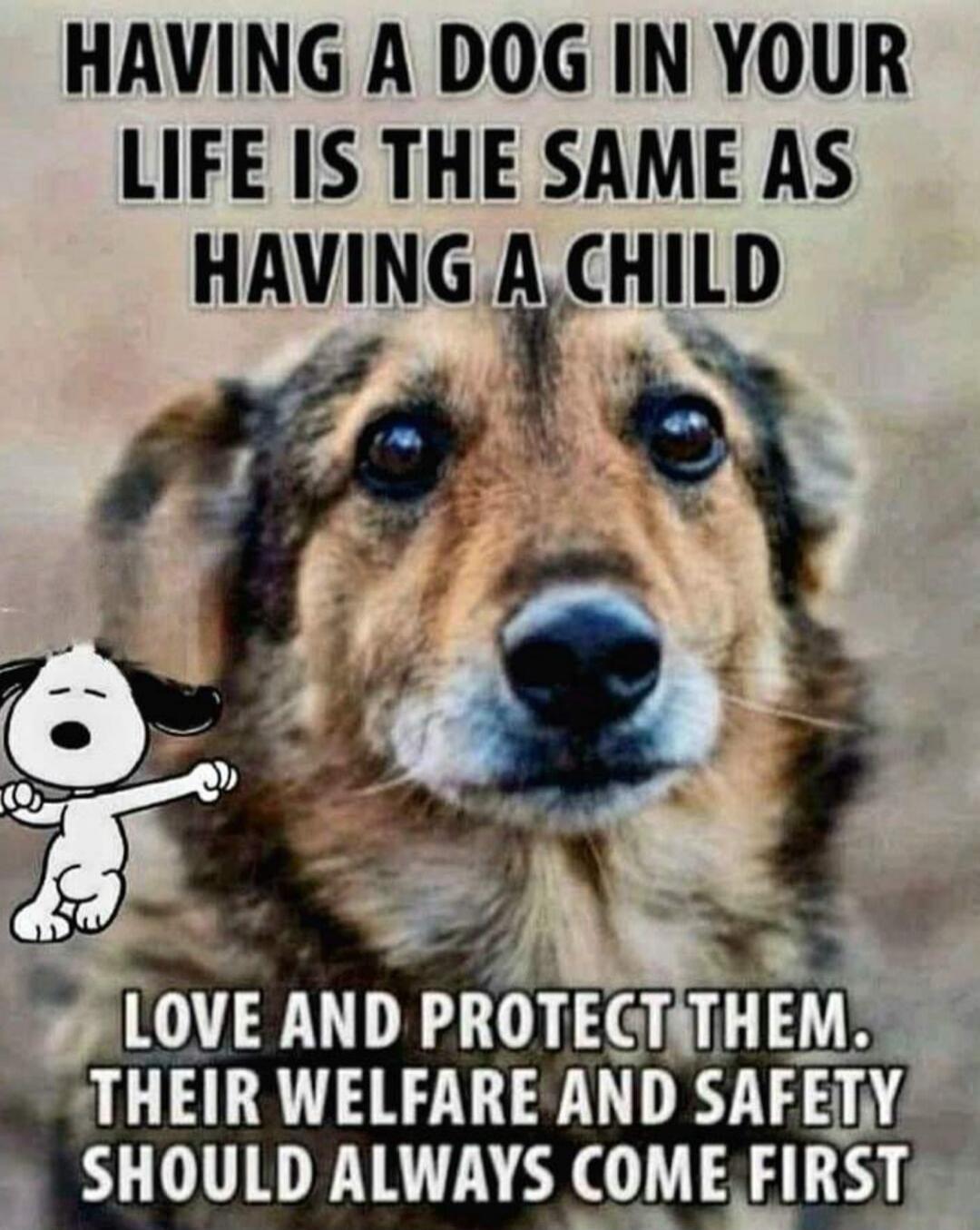 HAVING A DOG IN YOUR LIFE IS THE SAME AS HAVING A CHILD. LOVE AND PROTECT THEM. THEIR WELFARE AND SAFETY SHOULD ALWAYS COME FIRST.