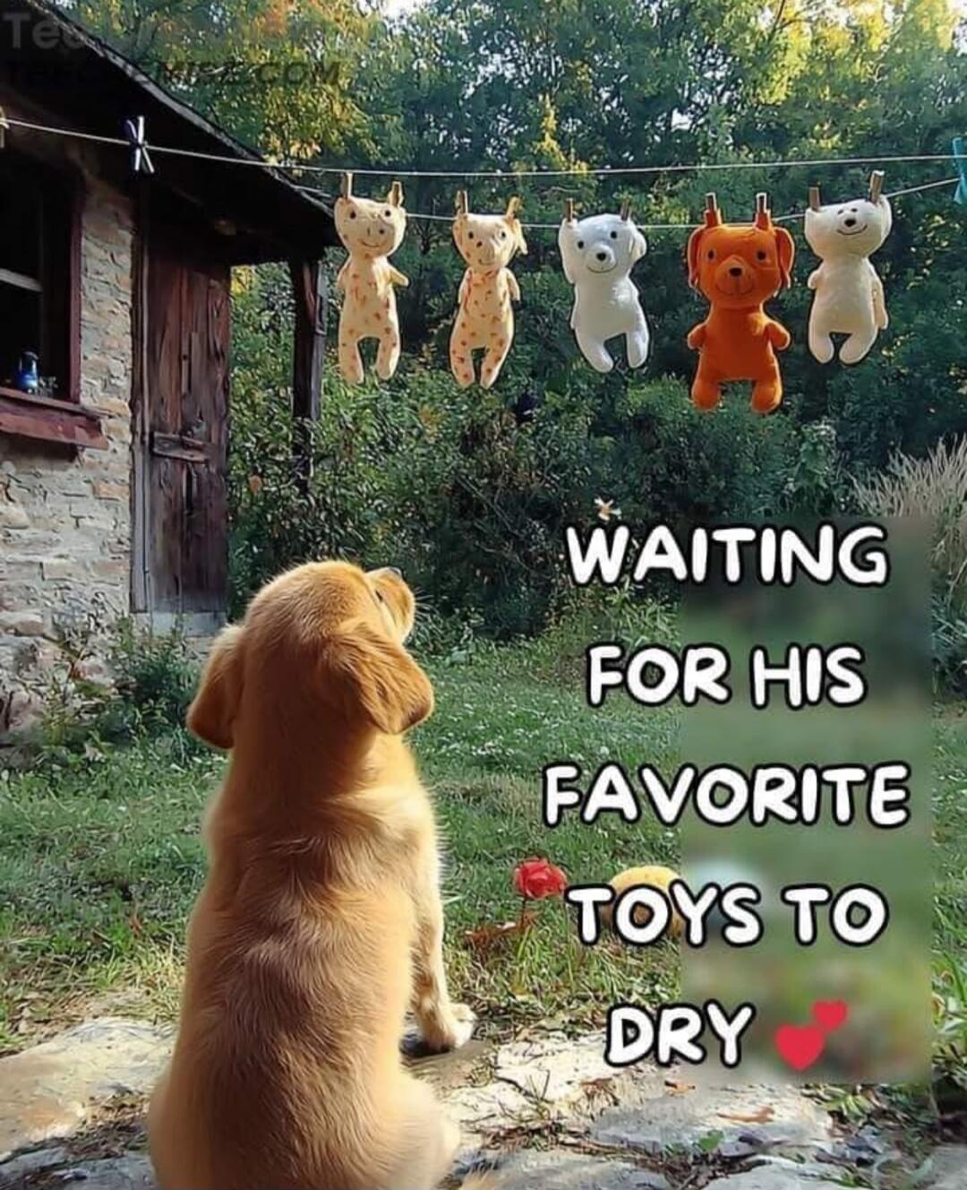 WAITING FOR HIS FAVORITE TOYS TO DRY