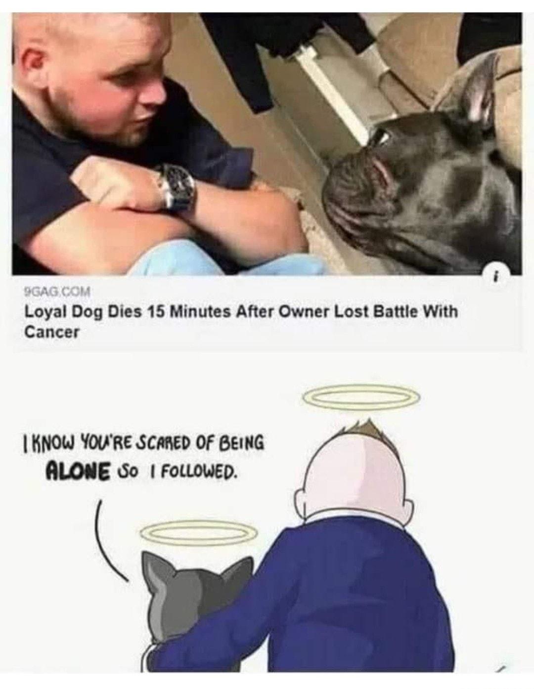 Loyal Dog Dies 15 Minutes After Owner Lost Battle With Cancer KNOW YOWRE SCARED OF BEING ALONE So FOLLOWED