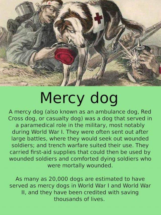 N L S Mercy dog A mercy dog also known as an ambulance dog Red Cross dog or casualty dog was a dog that served in a paramedical role in the military most notably during World War I They were often sent out after large battles where they would seek out wounded soldiers and trench warfare suited their use They carried first aid supplies that could then be used by wounded soldiers and comforted dying