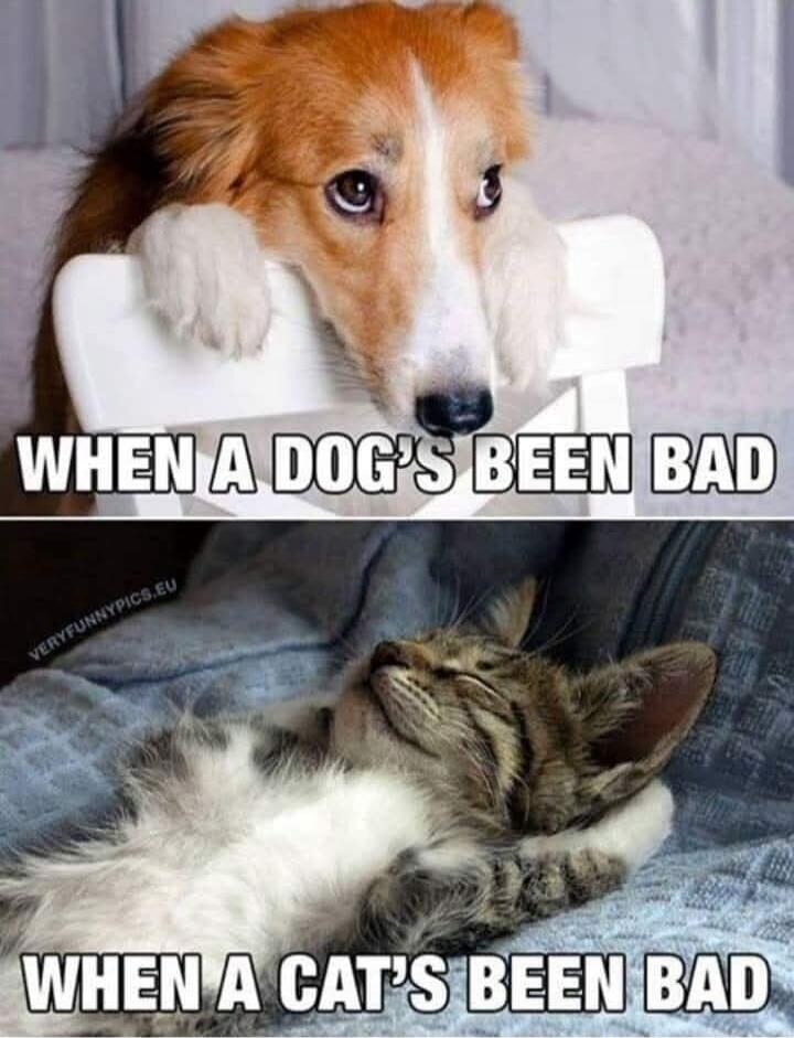 WHEN A DOG'S BEEN BAD WHEN A CAT'S BEEN BAD