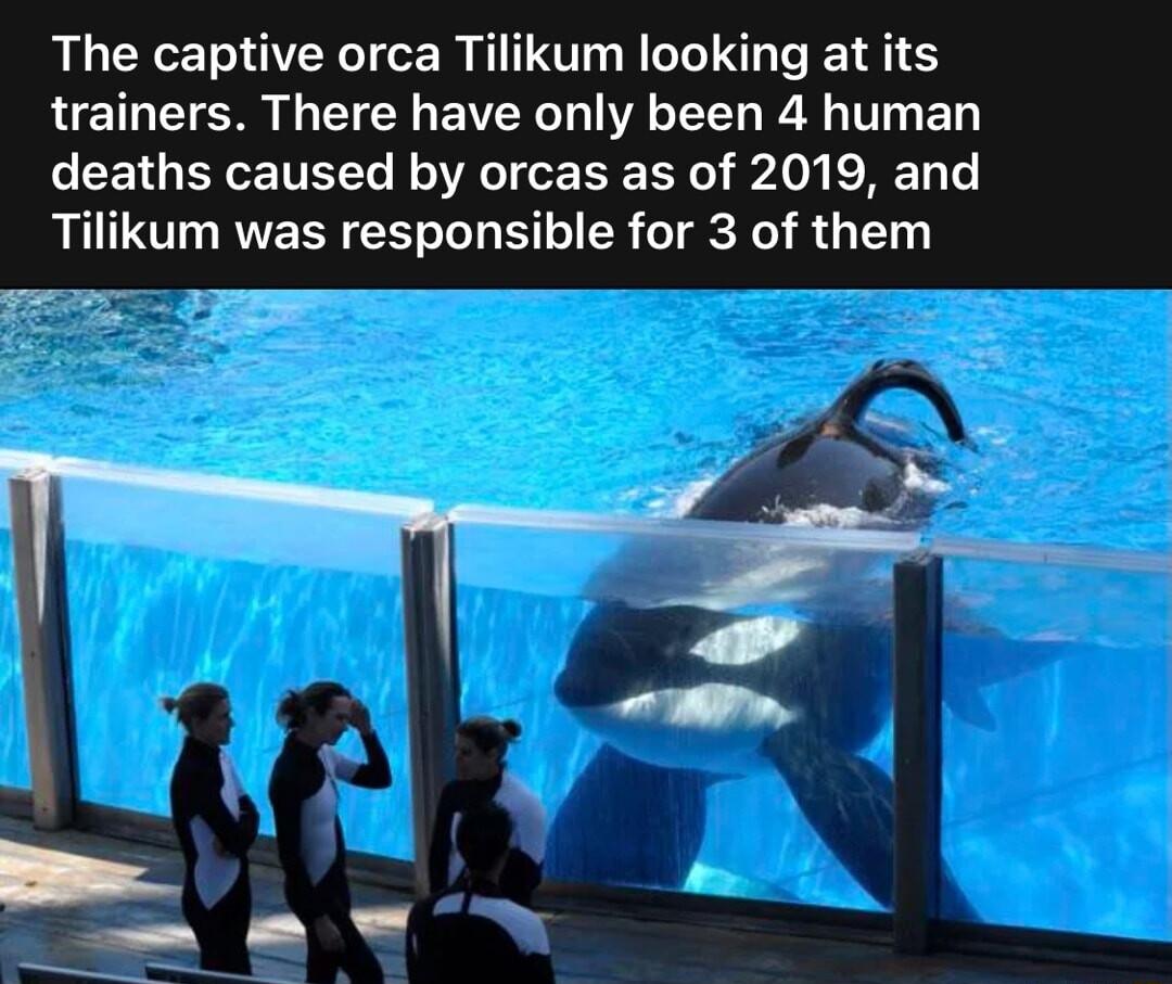 The captive orca Tilikum looking at its trainers There have only been 4 human deaths caused by orcas as of 2019 and Tilikum was responsible for 3 of them TR S