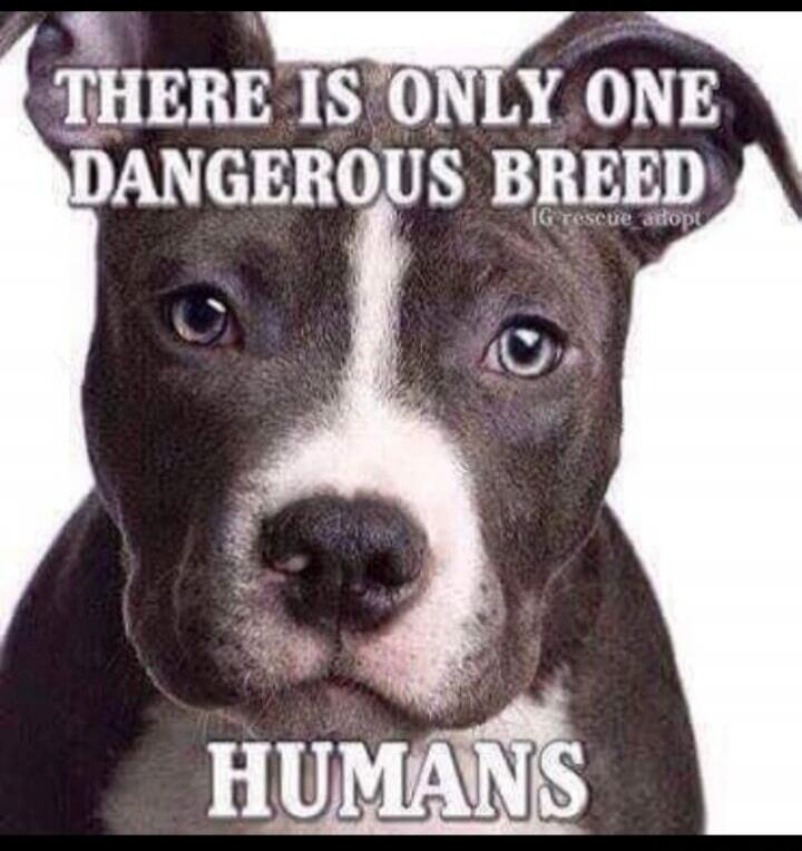 THERE IS ONLY ONE DANGEROUS BREED IG: rescue_adopt HUMANS