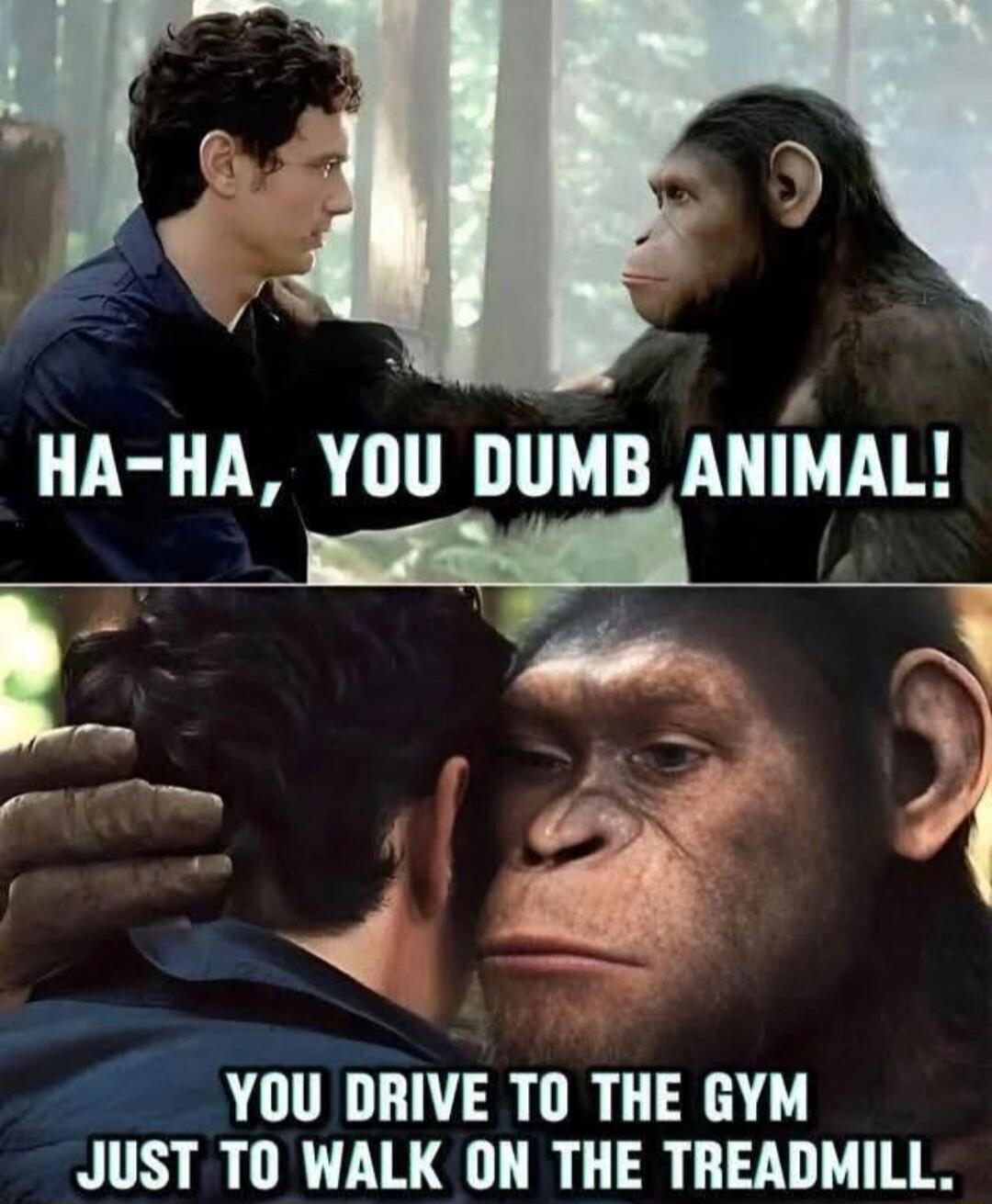 HA-HA, YOU DUMB ANIMAL! YOU DRIVE TO THE GYM JUST TO WALK ON THE TREADMILL.