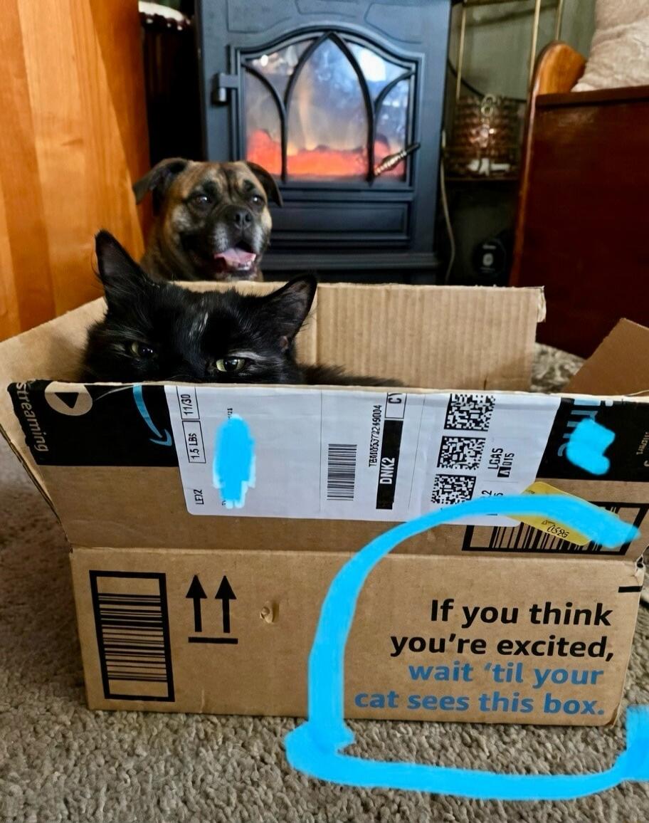 If you think you're excited, wait 'til your cat sees this box.