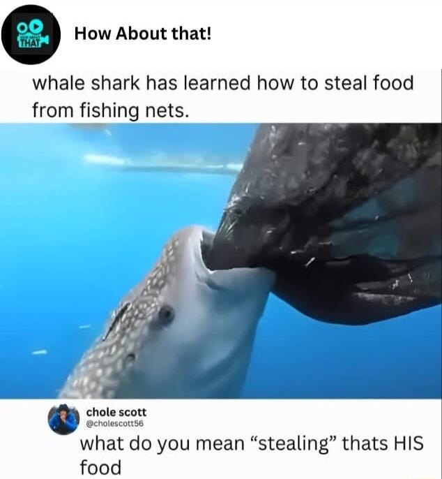 How About that whale shark has learned how to steal food from fishing nets what do you mean stealing thats HIS food