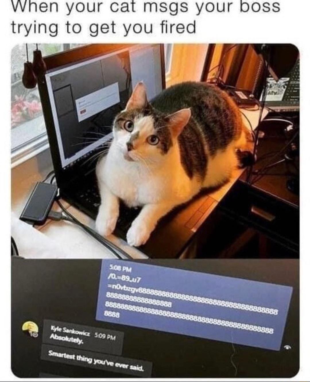 vvnen your cat msgs your trying to get you fired