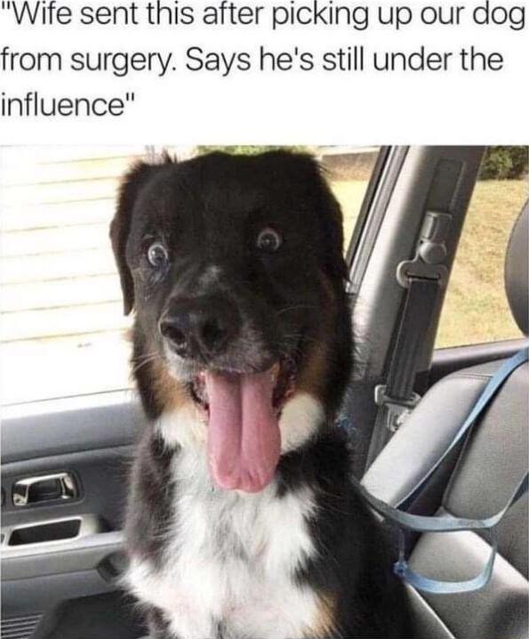 Wite sent this after picking up our dog from surgery Says hes still under the influence