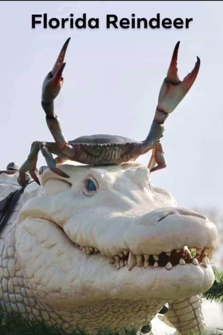 Florida Reindeer