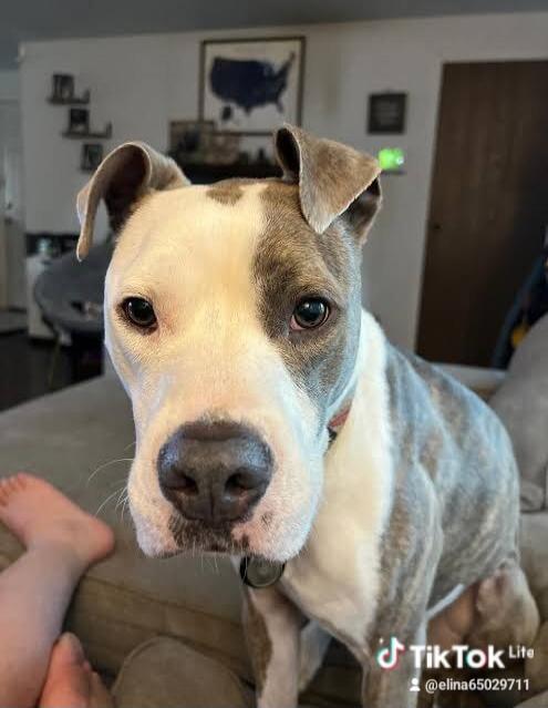 TikTok Life @elina65029711