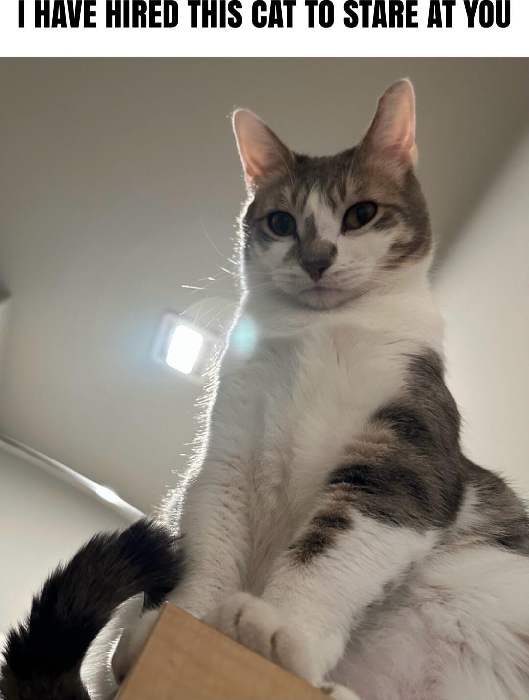 I HAVE HIRED THIS GAT 10 STARE AT YOU