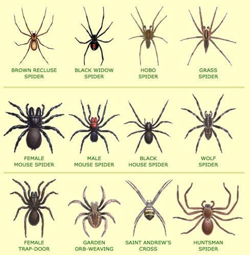 BROWNRECLUSE BLACK WIDOW HoBo Grass SPIDER SPIDER SPIDER SPIDER FEMALE ALE BLACK wour MOUSE SPIDER MOUSE SPIDER HOUSE SPIDER SPIDER FEMALE GARDEN SAINT ANDREWS HUNTSMAN TRAP DOOR ORB WEAVING cross SPIDER