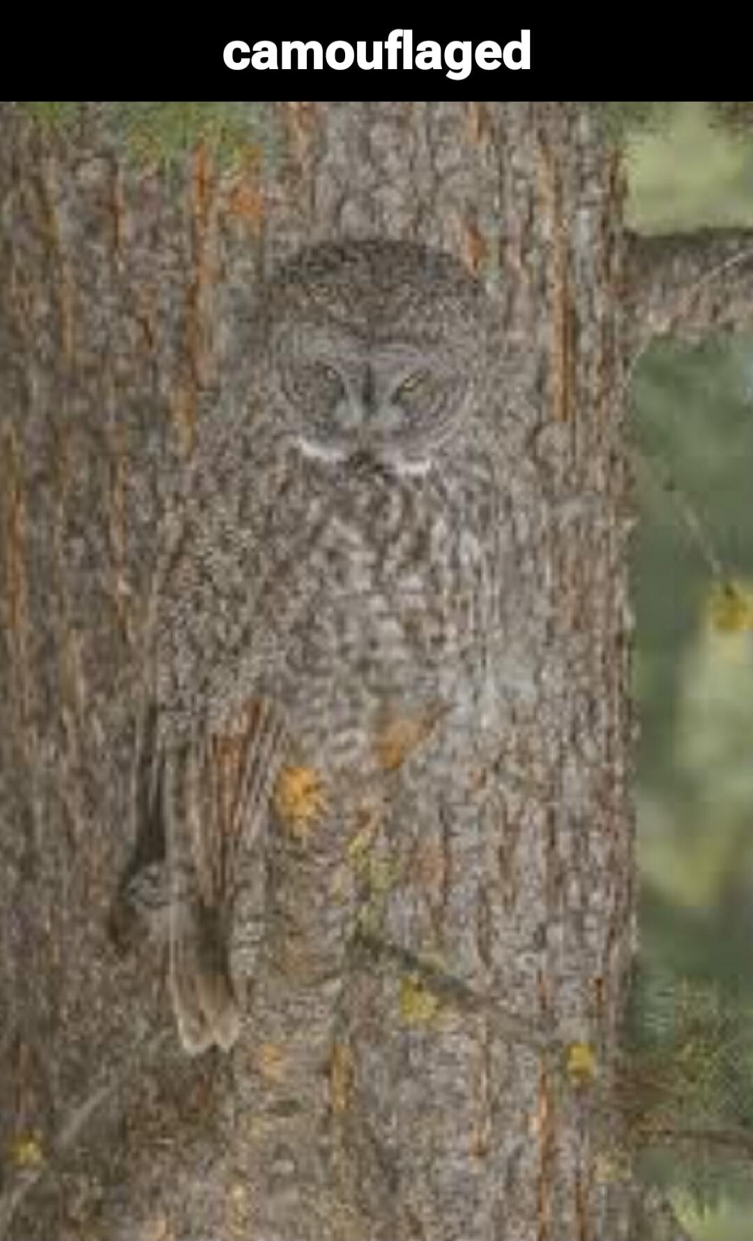 camouflaged