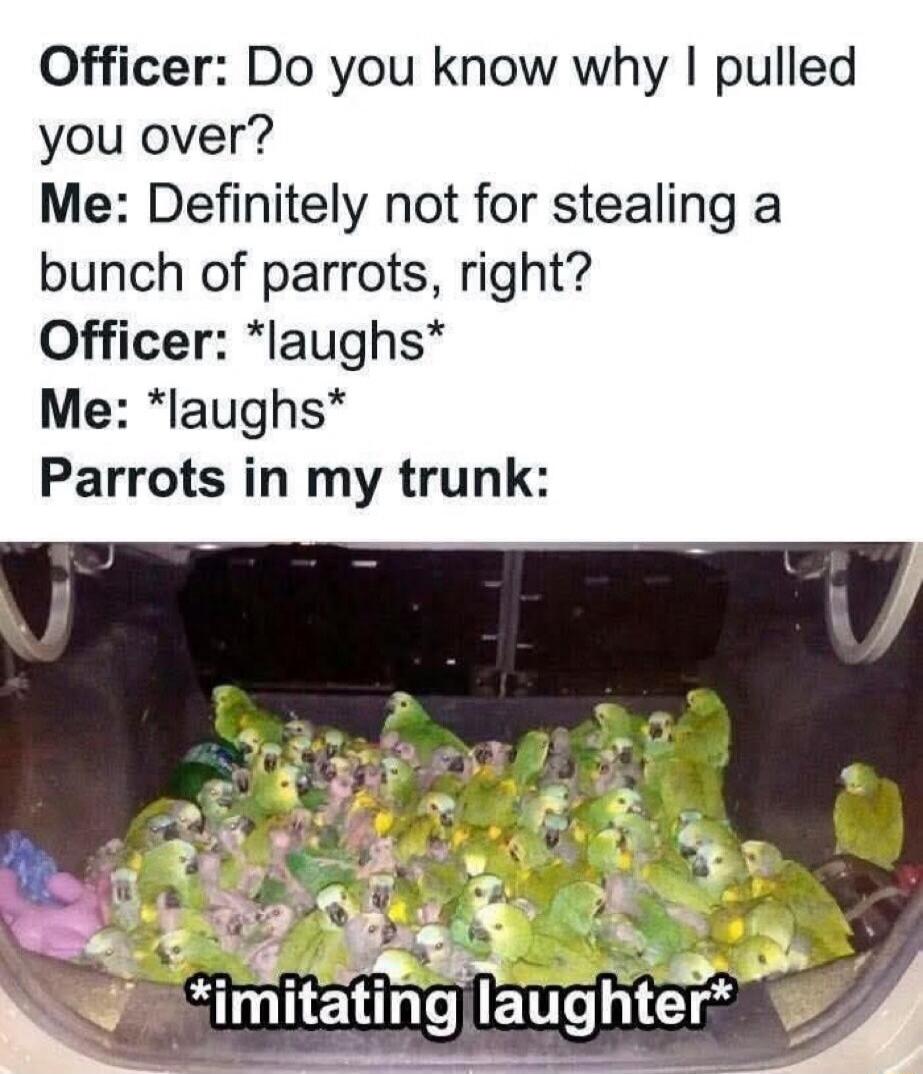 Officer: Do you know why I pulled you over? Me: Definitely not for stealing a bunch of parrots, right? Officer: *laughs* Me: *laughs* Parrots in my trunk: *imitating laughter*