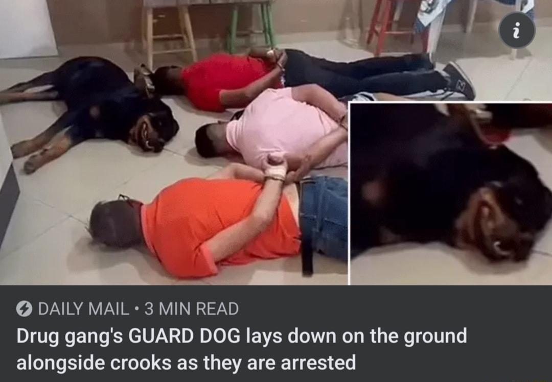 DAILY MAIL 3 MIN READ Drug gangs GUARD DOG lays down on the ground alongside crooks as they are arrested