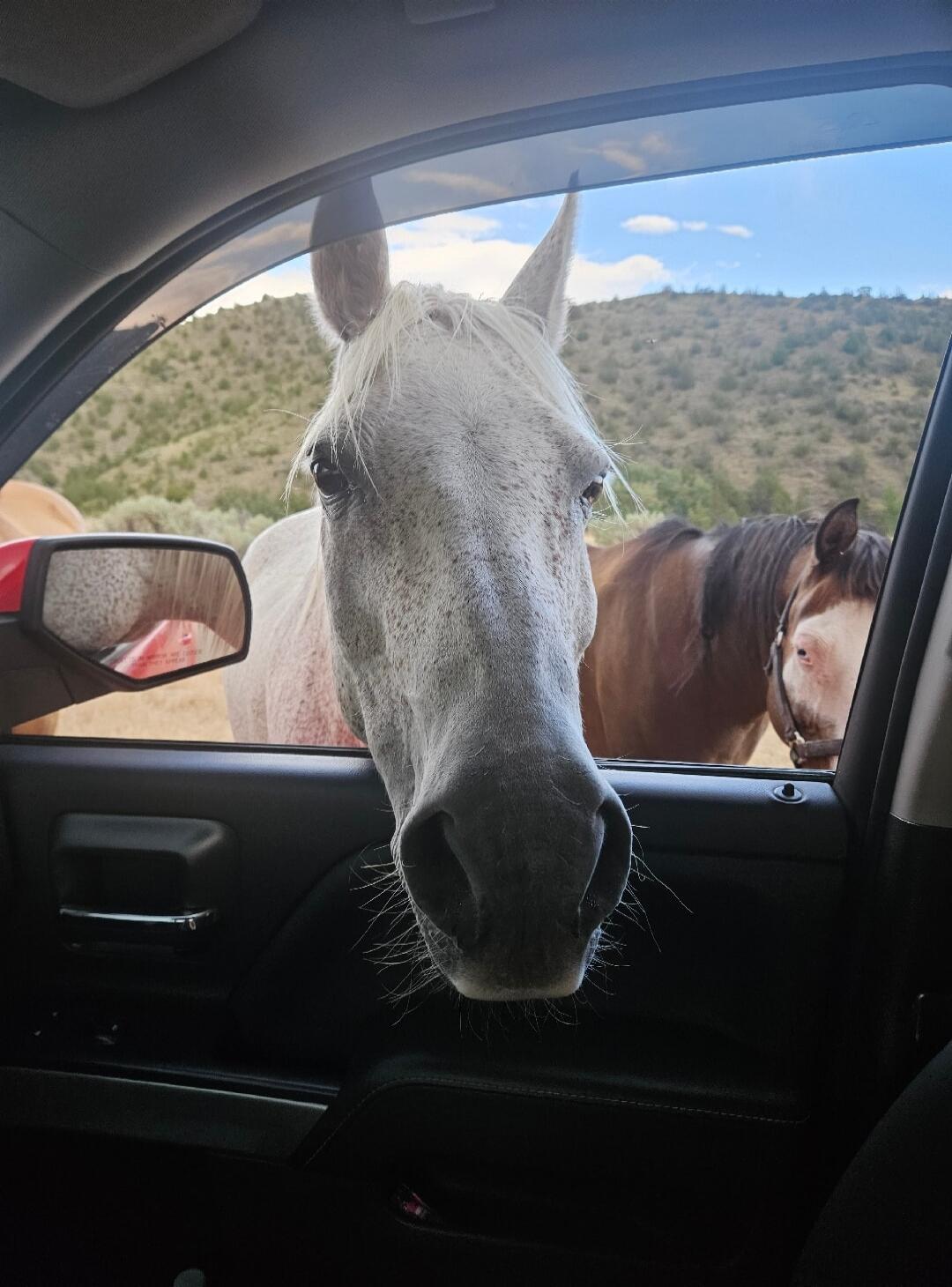 Session ID: 1070768.