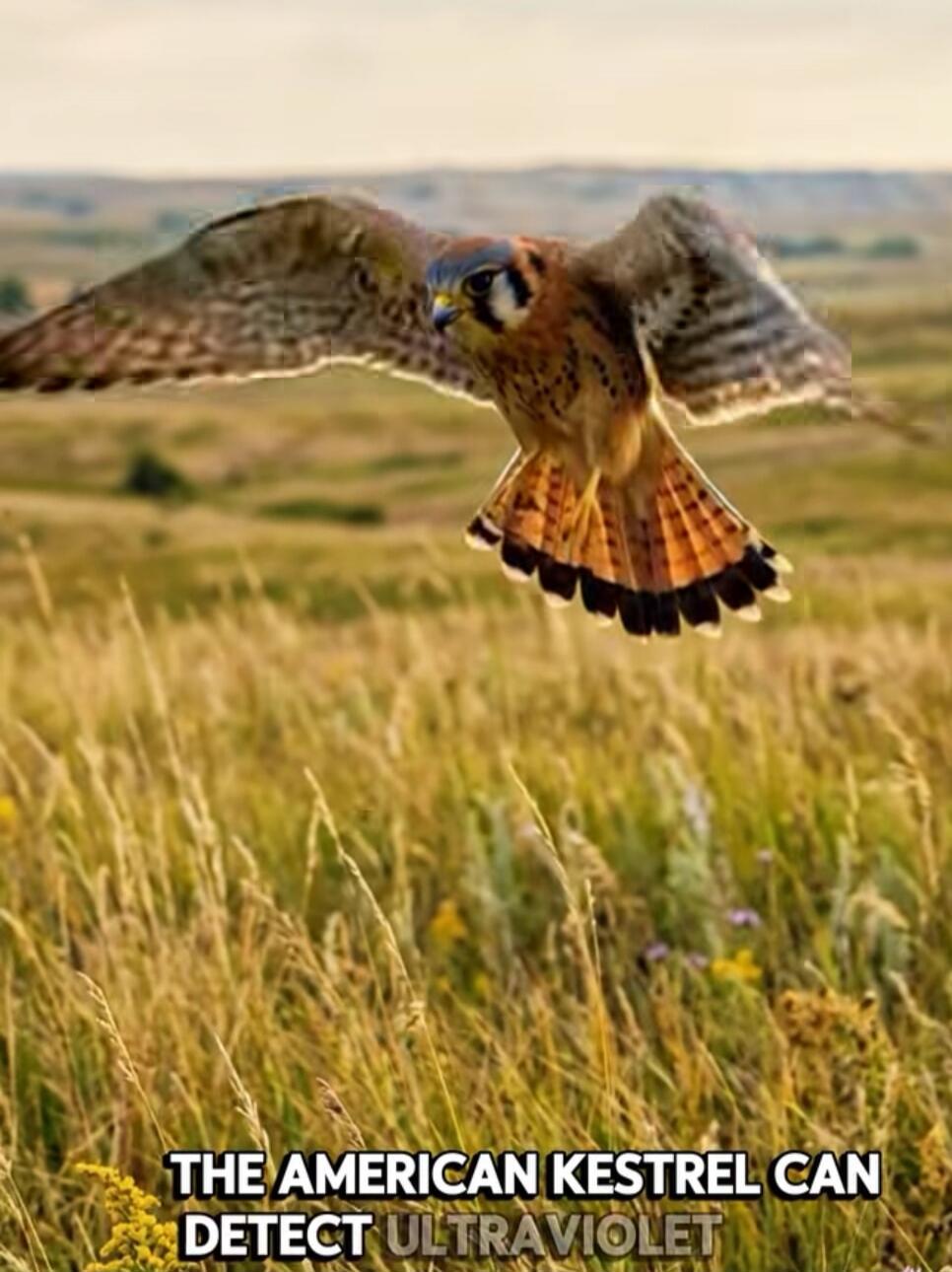 The American Kestrel can detect ultraviolet.
