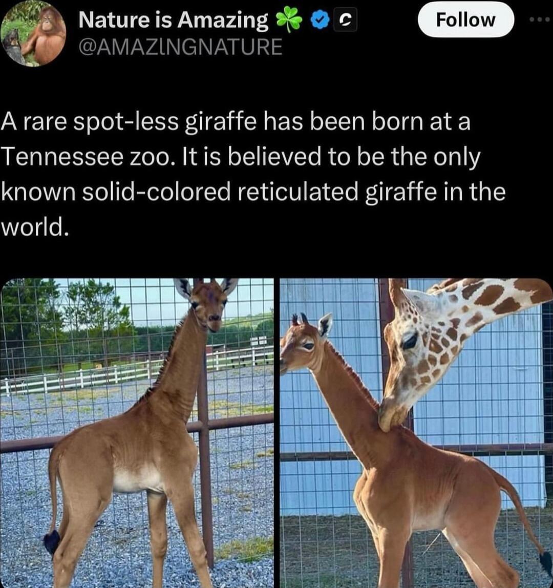 Nature is Amazing y AMAZINGNATURE A rare spot less giraffe has been born ata Tennessee zoo It is believed to be the only known solid colored reticulated giraffe in the world