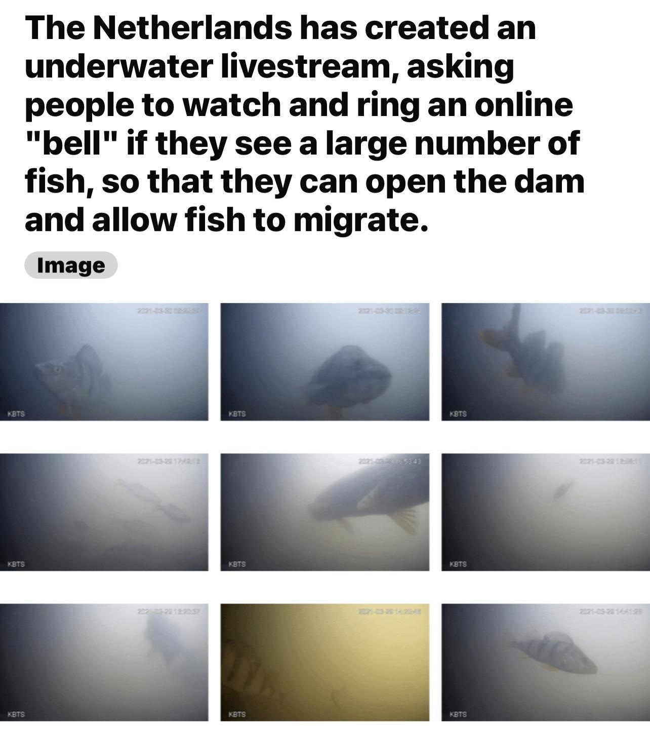 The Netherlands has created an underwater livestream asking people to watch and ring an online bell if they see a large number of fish so that they can open the dam and allow fish to migrate Bl Ml y