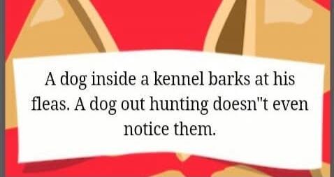 A dog inside a kennel barks at his fleas. A dog out hunting doesn't even notice them.