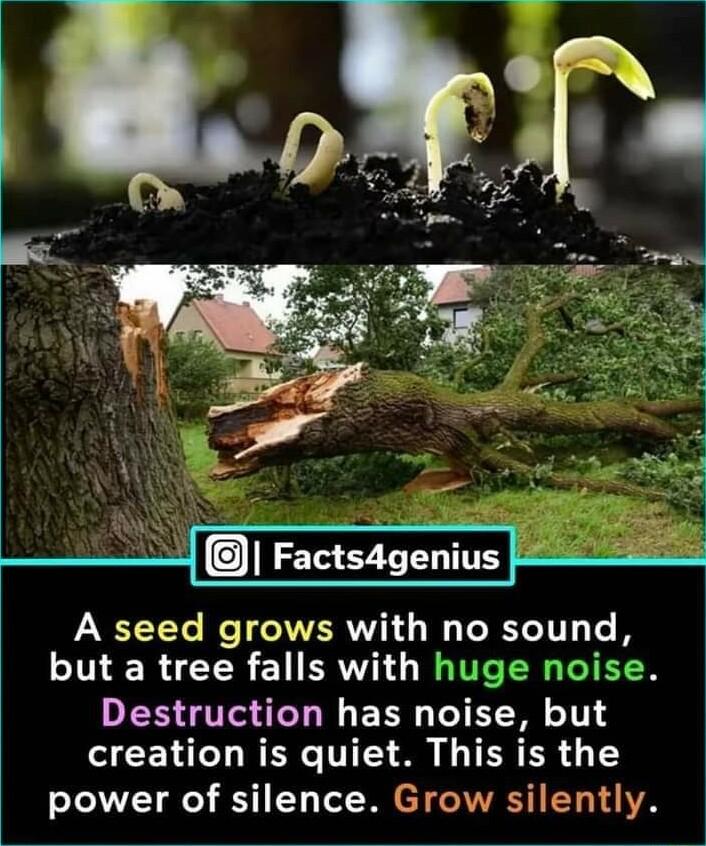 A seed grows with no sound but a tree falls with huge noise DES TS ICLN EEE TET 1T CEN T WERC TV S TR R I power of silence Grow silently