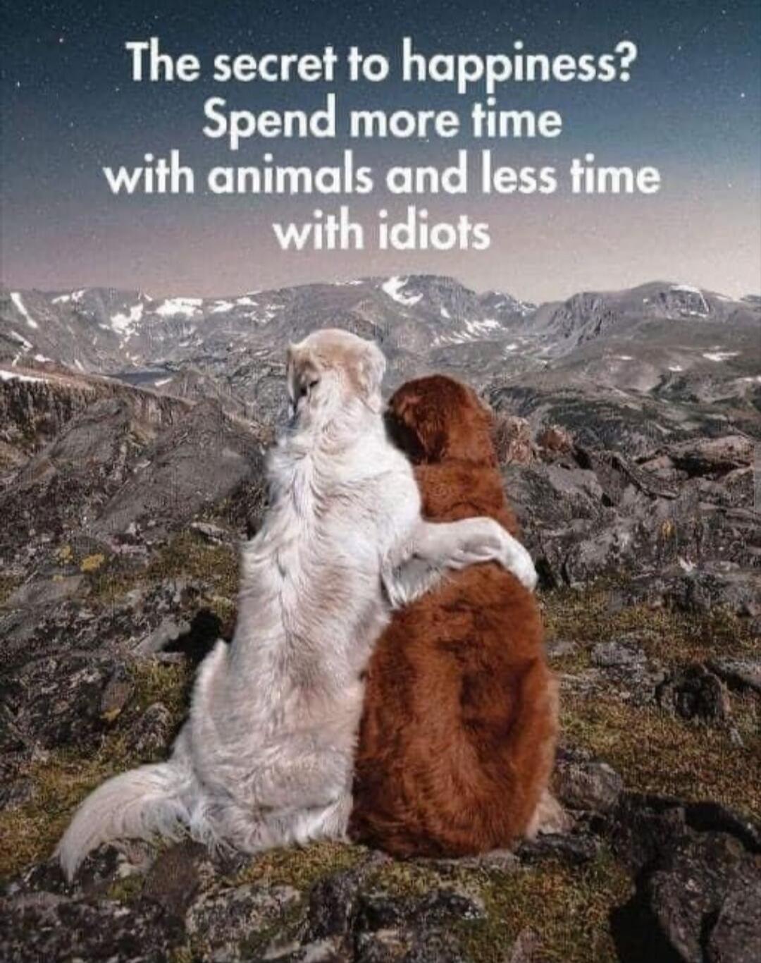 The secret to happiness? Spend more time with animals and less time with idiots