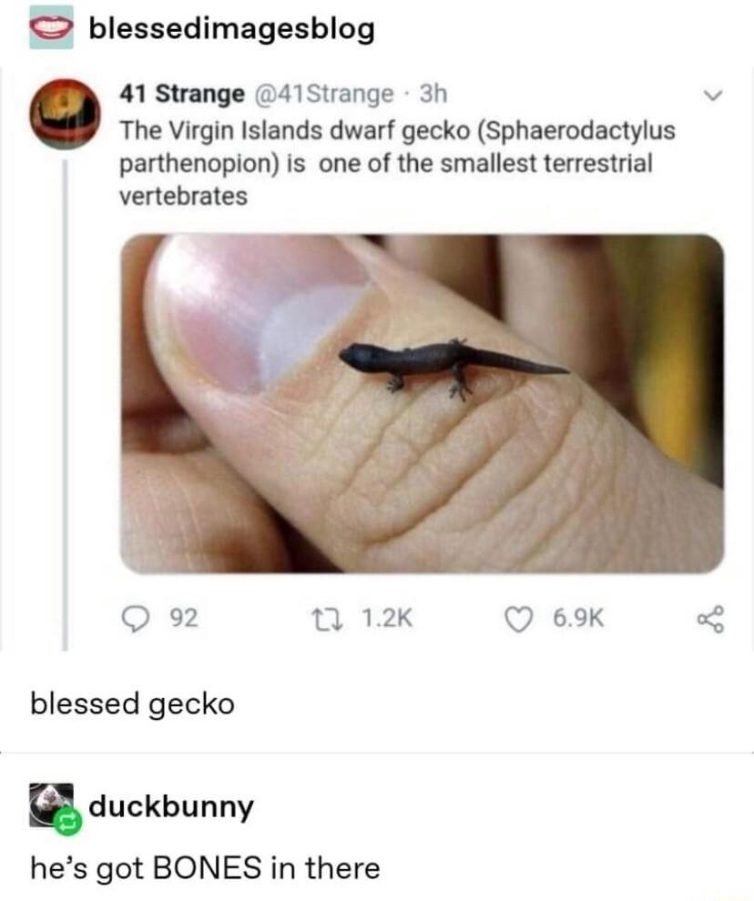blessedimagesblog 41 Strange 415trange 3h v The Virgin Islands dwarf gecko Sphaerodactylus parthenopion is one of the smallest terrestrial Vertebrates Q 92 0 12k 69K 3 blessed gecko nduckhunny hes got BONES in there