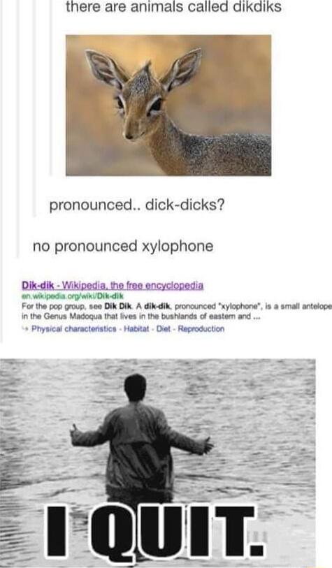 there are animals called dikdiks pronounced dick dicks no pronounced xylophone Dik dik Wikipedia 0 ik o oo ik DI For the pop group see DIk DIk A dikik proncunced sylophons is smal antelops 0 the Genus Madoqua that ives in the bushiands o eastem and Physical charactenstics Mabtat Diet Reproduction he free encyciopedia