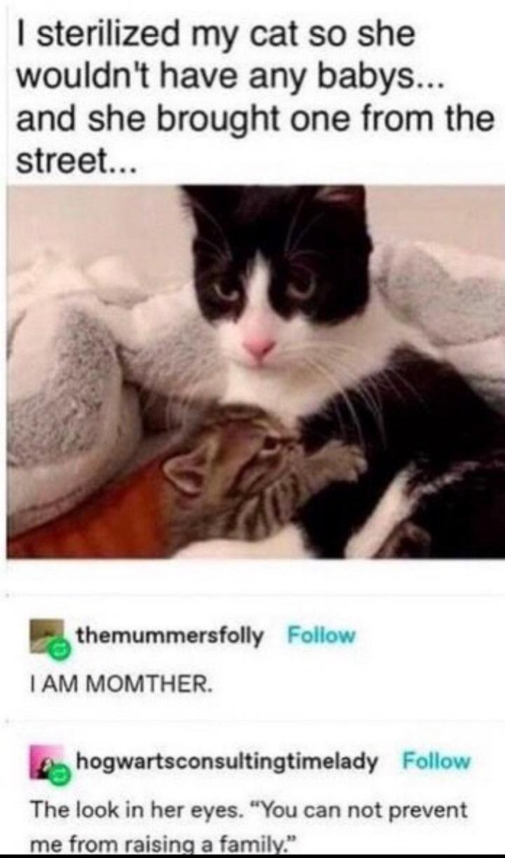 sterilized my cat so she wouldnt have any babys and she brought one from the street themummersfolly Follow AM MOMTHER lhogwartsconsultingtimelacly Follow The look in her eyes You can not prevent me from raising a family