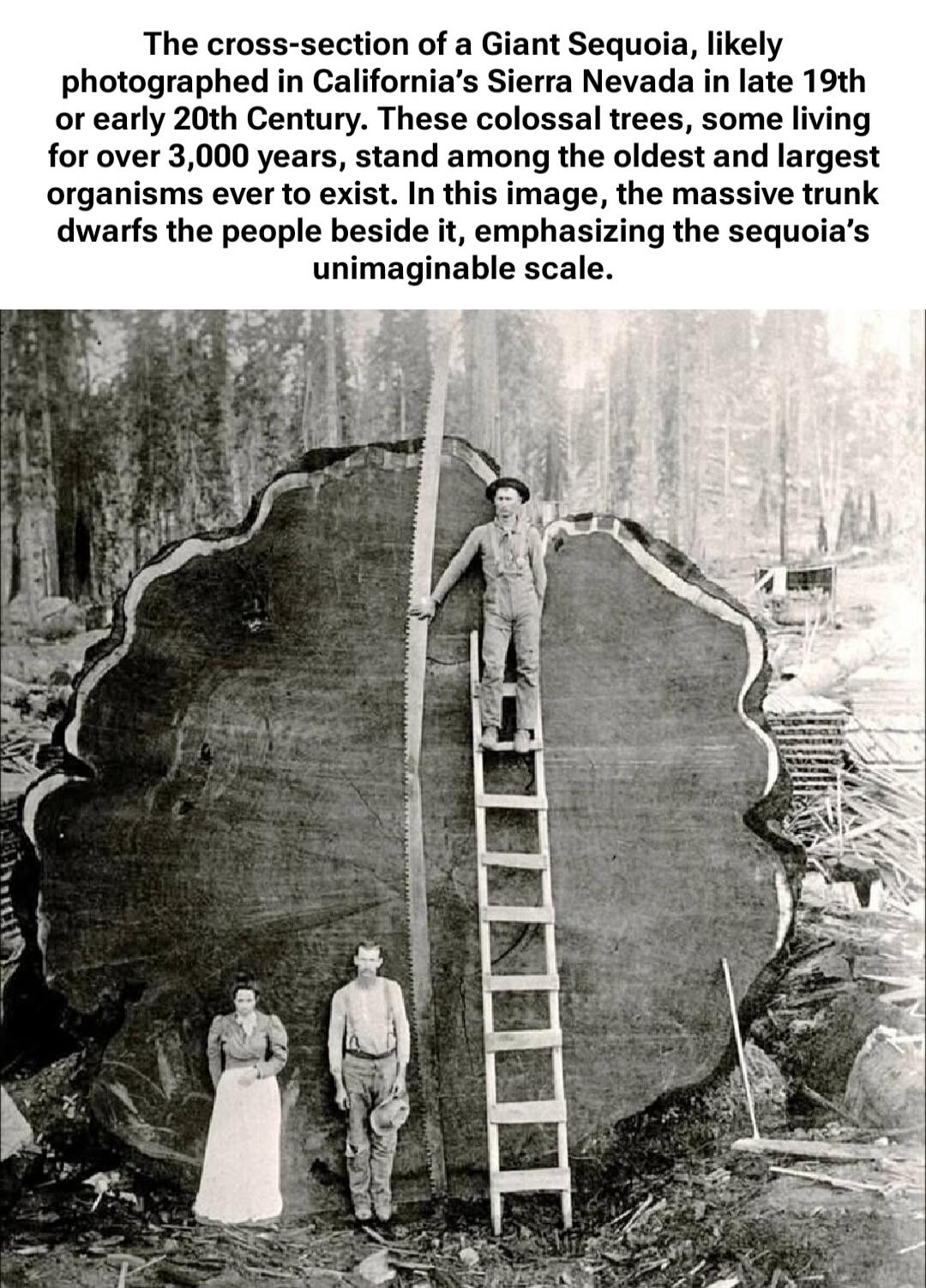 The cross-section of a Giant Sequoia, likely photographed in California’s Sierra Nevada in late 19th or early 20th Century. These colossal trees, some living for over 3,000 years, stand among the oldest and largest organisms ever to exist. In this image, the massive trunk dwarfs the people beside it, emphasizing the sequoia’s unimaginable scale.