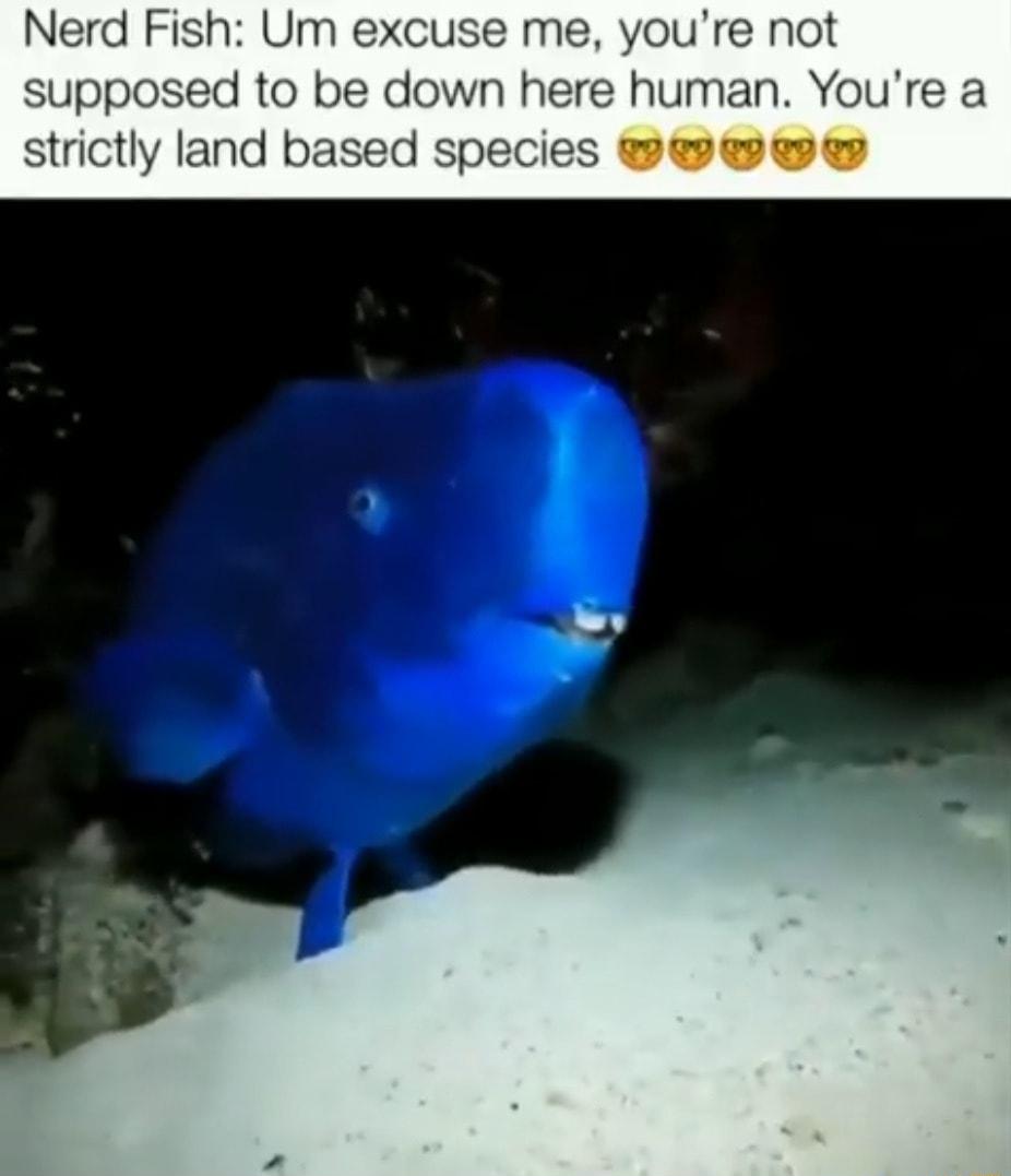 Nerd Fish Um excuse me youre not supposed to be down here human Youre a tly land based species