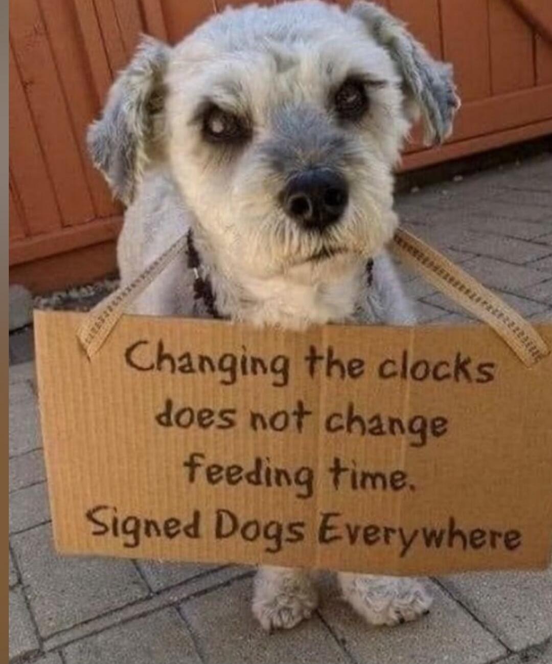 Changing the clocks
does not change
feeding time.
Signed Dogs Everywhere
